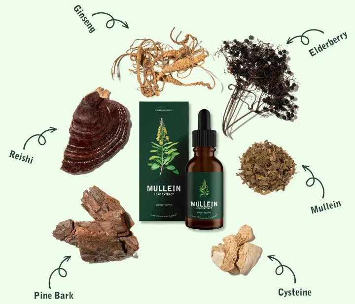 Mullein + Chlorophyll | Clean your lungs - detox lungs naturally