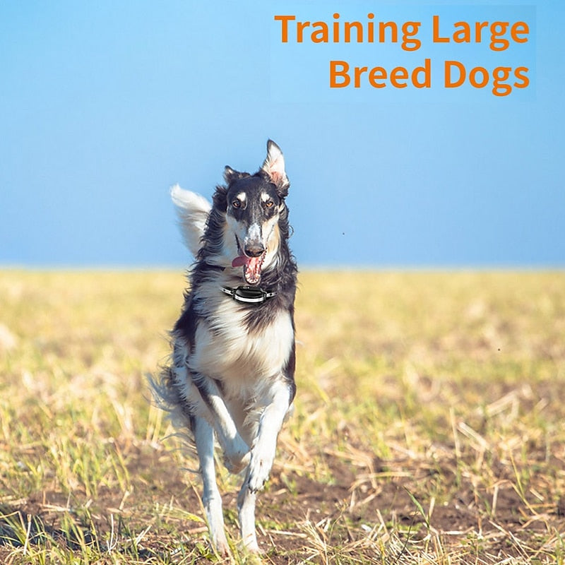 Pawfey trådløs hundetreningskrage