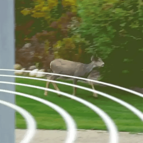 Solární ultrazvukový odpuzovač králíků s blikajícím světlem – účinná ochrana proti škůdcům pro zahrady a dvory